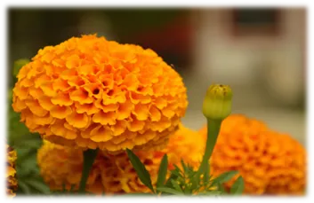 ओमेगा 369 ल्यूटिन सॉफ्टगेल